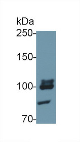 Western Blot; Sample: Recombinant protein.