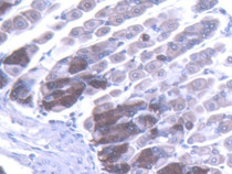 DAB staining on IHC-P; Samples: Mouse Stomach Tissue