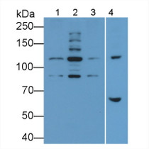 Western Blot; Sample: Recombinant protein.