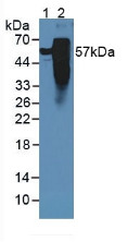 Western Blot; Sample: Lane1: Rat Serum; Lane2: Rat Brain Tissue.