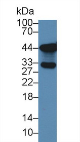 Western Blot; Sample: Human Lung lysate; Primary Ab: 3µg/ml Rabbit Anti-Human TKA1 Antibody Second Ab: 0.2µg/mL HRP-Linked Caprine Anti-Rabbit IgG Polyclonal Antibody