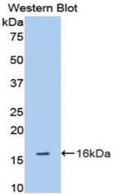 Western Blot; Sample: Recombinant protein.