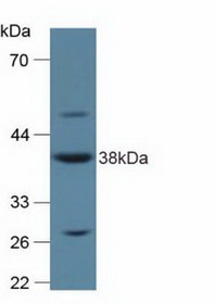 Western Blot; Sample: Rat Placenta Tissue.