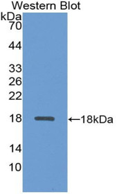 Western Blot; Sample: Recombinant protein.