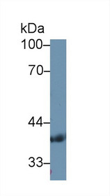 Western Blot; Sample: Human Serum; Primary Ab: 1µg/ml Rabbit Anti-Human PDHb Antibody Second Ab: 0.2µg/mL HRP-Linked Caprine Anti-Rabbit IgG Polyclonal Antibody