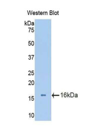 Western Blot; Sample: Recombinant protein.