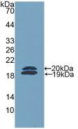 Western Blot; Sample: Recombinant FCN2, Mouse.