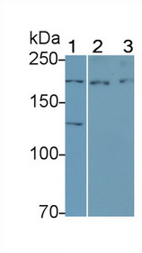 Western Blot; Sample: Recombinant VEGFR3, Mouse.