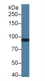 Western Blot; Sample: Rat Cerebrum lysate; Primary Ab: 1µg/ml Rabbit Anti-Human GRM3 Antibody Second Ab: 0.2µg/mL HRP-Linked Caprine Anti-Rabbit IgG Polyclonal Antibody