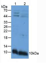 Western Blot; Sample. Lane1: Mouse Intestine Tissue; Lane2: Mouse Stomach Tissue.