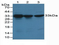 Western Blot; Sample: Lane1: Human Hela Cells; Lane2: Human Hepg2 Cells; Lane3: Human K-562 Cells.