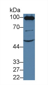 Western Blot; Sample: Mouse Kidney lysate; Primary Ab: 3µg/ml Rabbit Anti-Mouse ACE2 Antibody Second Ab: 0.2µg/mL HRP-Linked Caprine Anti-Rabbit IgG Polyclonal Antibody