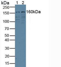 Western Blot; Sample: Lane1: Human 293T Cells; Lane2: Human Jurkat Cells.