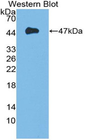 Western Blot; Sample: Recombinant protein.