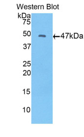 Western Blot; Sample: Recombinant protein.