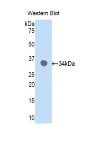 Western Blot; Sample: Recombinant protein.