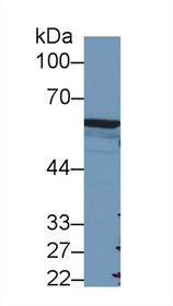 Western Blot; Sample: Human A549 cell lysate; Primary Ab: 2µg/ml Rabbit Anti-Mouse FOXP3 Antibody Second Ab: 0.2µg/mL HRP-Linked Caprine Anti-Rabbit IgG Polyclonal Antibody