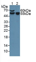 Western Blot; Sample: Lane1: Mouse Placenta Tissue; Lane2: Mouse Spleen Tissue.