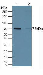 Western Blot; Sample. Lane1: Mouse Kidney Tissue; Lane2: Rat Marrow Tissue.