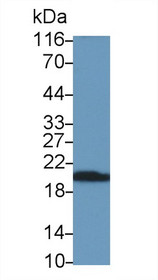 Western Blot; Sample: Recombinant CD3d, Ovine.