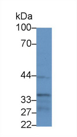 Western Blot; Sample: Human Hela cell lysate; Primary Ab: 1µg/ml Rabbit Anti-Mouse IkBb Antibody Second Ab: 0.2µg/mL HRP-Linked Caprine Anti-Rabbit IgG Polyclonal Antibody