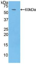 Western Blot; Sample: Recombinant CFD, Human.