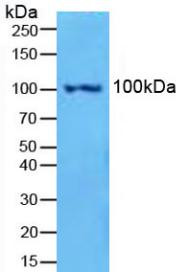 Western Blot; Sample: Mouse Spleen Tissue.