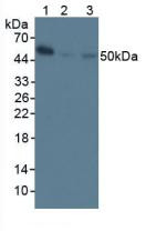 Western Blot; Sample: Lane1: Mouse Spleen Tissue; Lane2: Mouse Stomach Tissue; Lane3: Human Raji Cells.