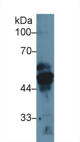 Western Blot; Sample: Human MCF7 cell lysate; Primary Ab: 1µg/ml Rabbit Anti-Rat KRT17 Antibody Second Ab: 0.2µg/mL HRP-Linked Caprine Anti-Rabbit IgG Polyclonal Antibody