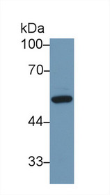 Western Blot; Sample: Mouse Liver lysate; Primary Ab: 1µg/ml Rabbit Anti-Human DBP Antibody Second Ab: 0.2µg/mL HRP-Linked Caprine Anti-Rabbit IgG Polyclonal Antibody