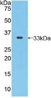 Western Blot; Sample: Recombinant SEPP1, Human.