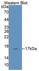 Western Blot; Sample: Recombinant protein.