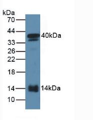 Western Blot; Sample: Mouse Serum.