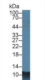Western Blot; Sample: Porcine Lung lysate; Primary Ab: 2µg/ml Rabbit Anti-Porcine S100A8 Antibody Second Ab: 0.2µg/mL HRP-Linked Caprine Anti-Rabbit IgG Polyclonal Antibody