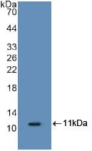 Western Blot; Sample: Recombinant S100A8, Mouse.