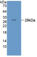 Western Blot; Sample: Recombinant RND1, Human.