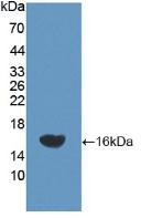 Western Blot; Sample: Recombinant NEP, Rat.