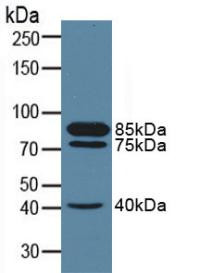 Western Blot; Sample: Porcine Kidney Tissue.