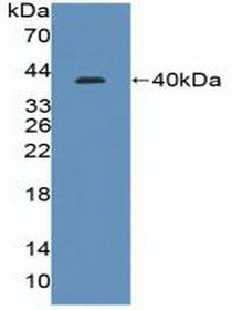 Western Blot; Sample: Recombinant IRF8, Human.