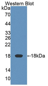 Western Blot; Sample: Recombinant protein.