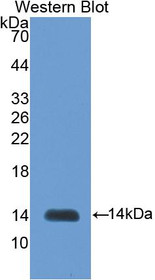Western Blot; Sample: Recombinant protein.