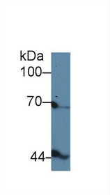 Western Blot; Sample: Gallus Serum; Primary Ab: 5µg/ml Rabbit Anti-Gallus INHbB Antibody Second Ab: 0.2µg/mL HRP-Linked Caprine Anti-Rabbit IgG Polyclonal Antibody