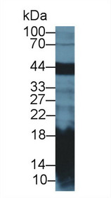 Western Blot; Sample: Mouse Pancreas lysate; Primary Ab: 2µg/ml Rabbit Anti-Rat REG1a Antibody Second Ab: 0.2µg/mL HRP-Linked Caprine Anti-Rabbit IgG Polyclonal Antibody