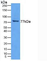 Western Blot; Sample: Mouse Tongue Tissue.