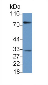 Western Blot; Sample: Recombinant protein.