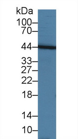 Western Blot; Sample: Human Hela cell lysate; Primary Ab: 3µg/ml Rabbit Anti-Bovine TNFSF13 Antibody Second Ab: 0.2µg/mL HRP-Linked Caprine Anti-Rabbit IgG Polyclonal Antibody