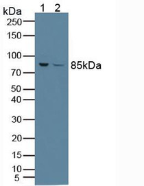 Western Blot; Sample: Lane1: Human A549 Cells; Lane2: Human Jurkat Cells.