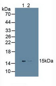 Western Blot; Sample: Lane1: Human Placenta Tissue; Lane2: Mouse Spleen Tissue.