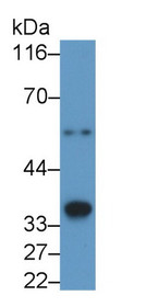 Western Blot; Sample: Recombinant protein.