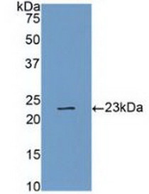 Western Blot; Sample: Recombinant CASP4, Human.